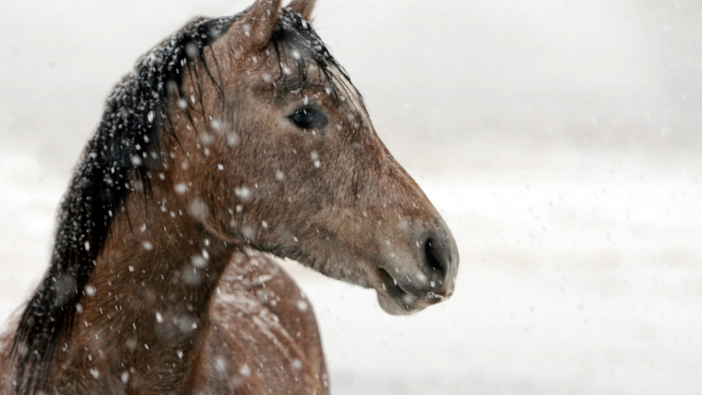 Keeping Your Horse Healthy in Cold Weather