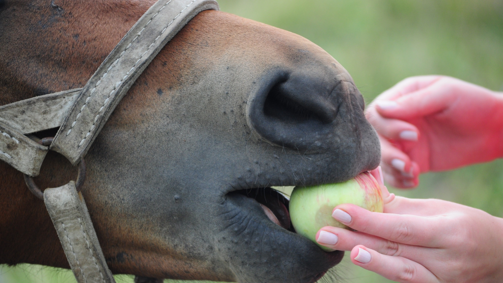 The Best Hacks To Optimize Your Horse's Diet