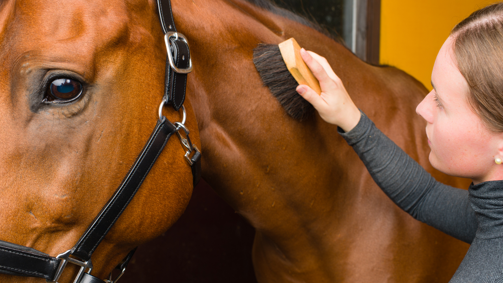 How to Make Your Horses Look Like a Million Bucks
