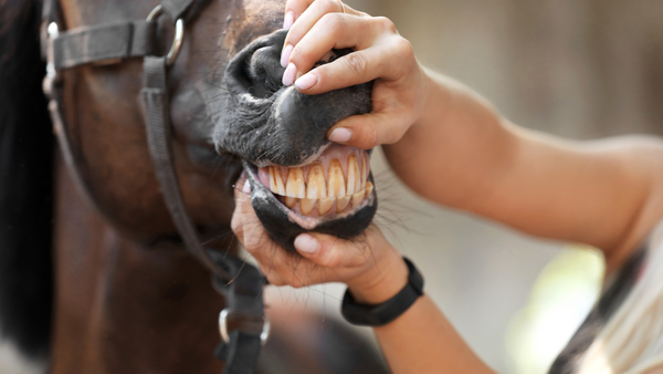 Unlocking the Secrets: 5 Hidden Horse Performance Boosters