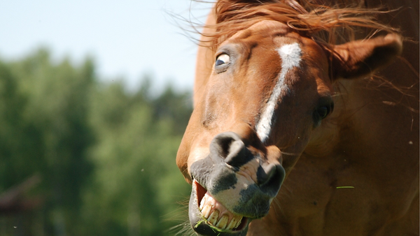 Unlocking Your Horse's Health through Behavior
