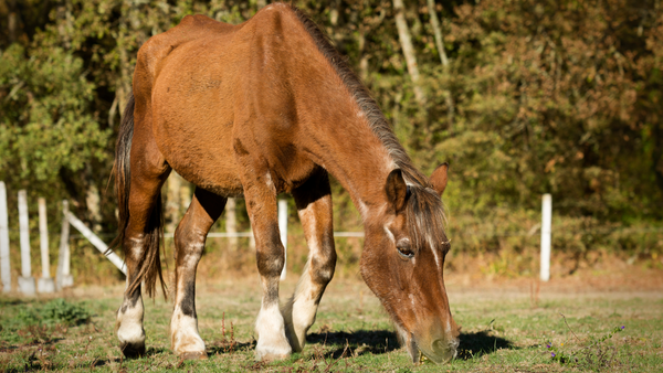 Senior Horse Care: Providing the Best for Your Aging Equine Companion