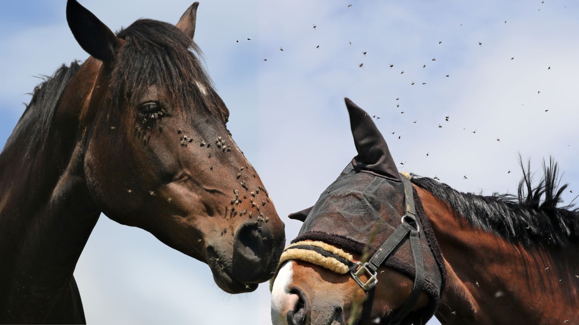 Horse With Ticks On It
