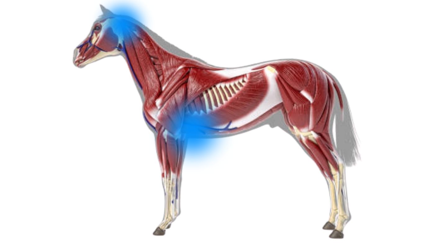 horse anatomy