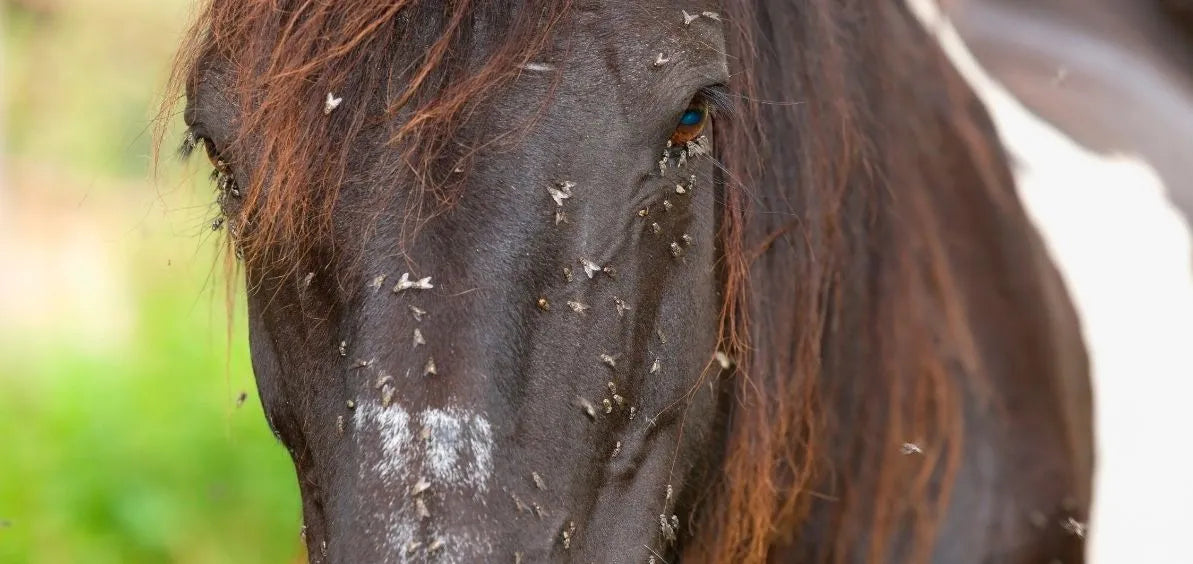 Horse Flies On Horse