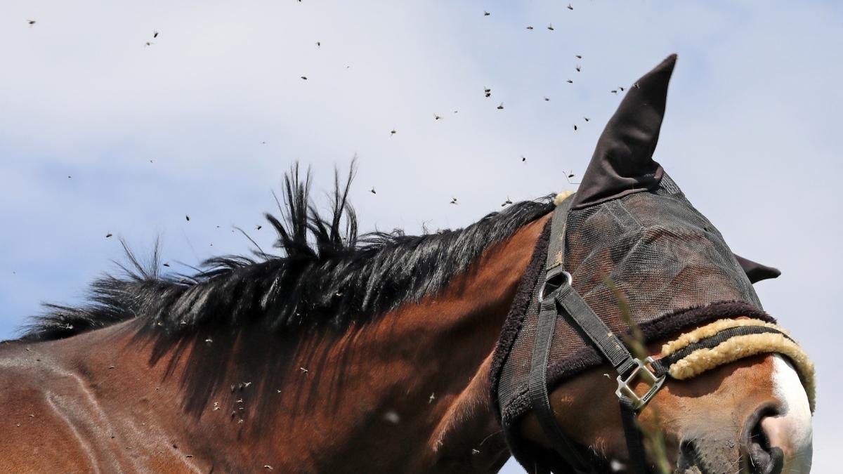 Horse Flies