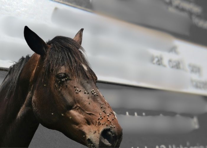 Fly Spray Ingredients