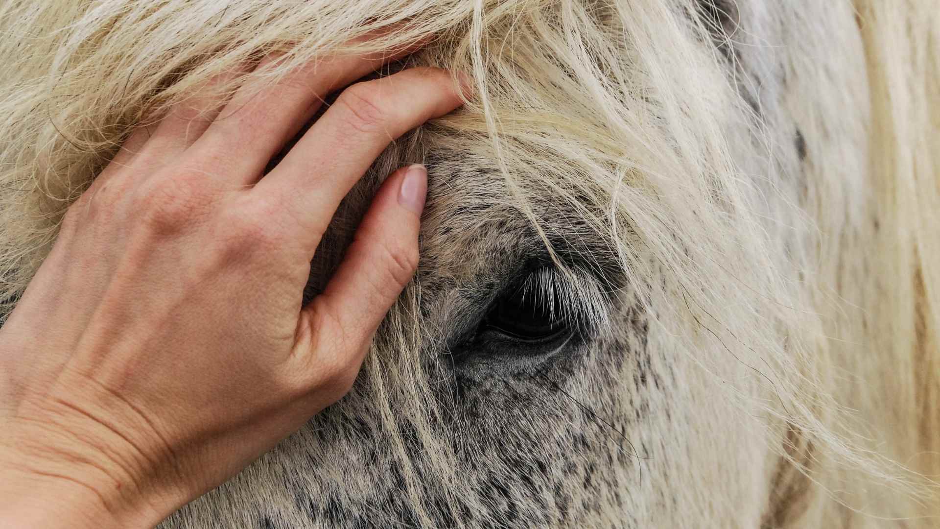 Horse Care