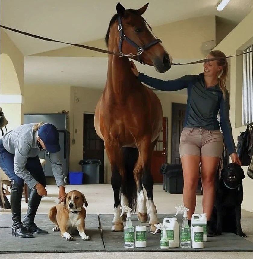 Beezie Madden On Charlee's Fly Spray
